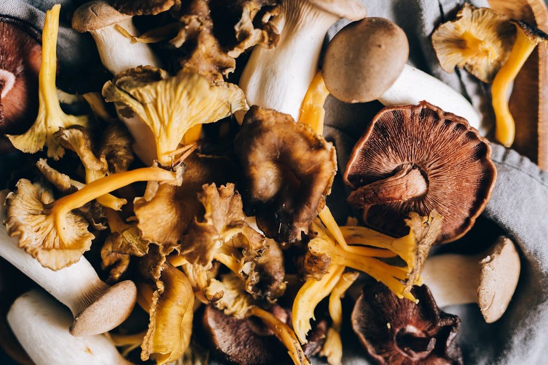 The Benefits of Cordyceps