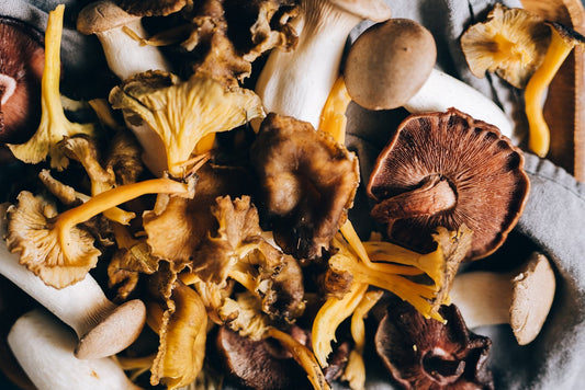 The Benefits of Cordyceps